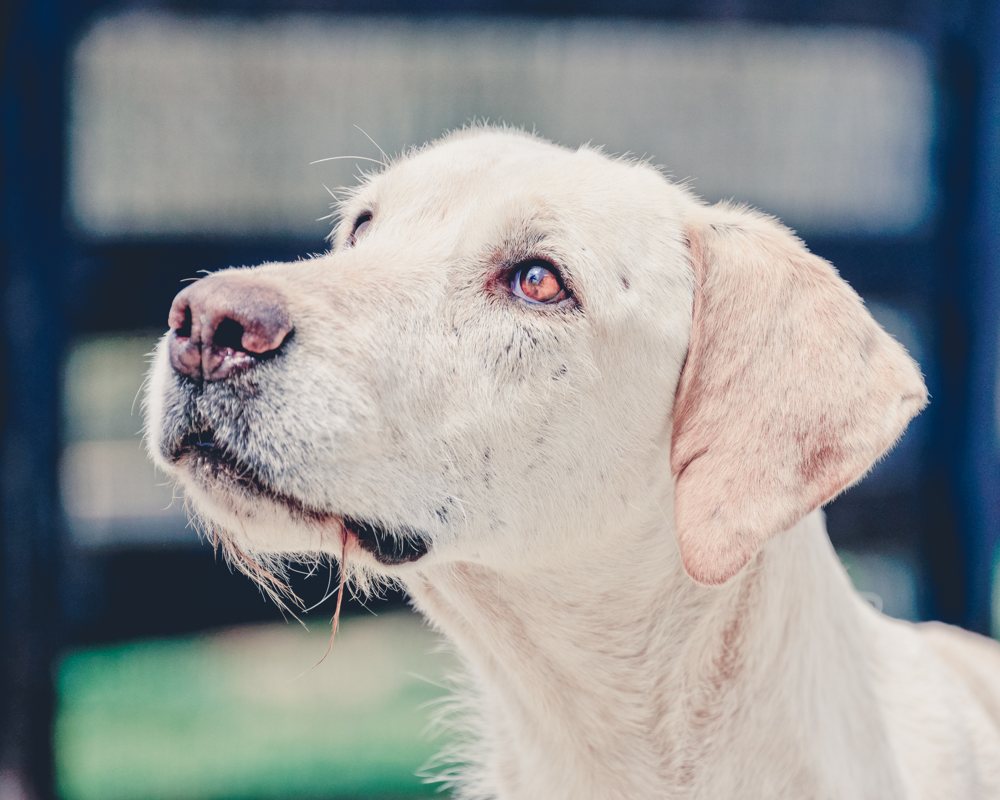 Retired foxhounds at the Hound Welfare Fund kennels